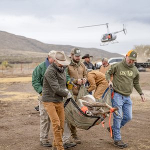 David Yoskowitz helps carry a captured bighorn sheep.