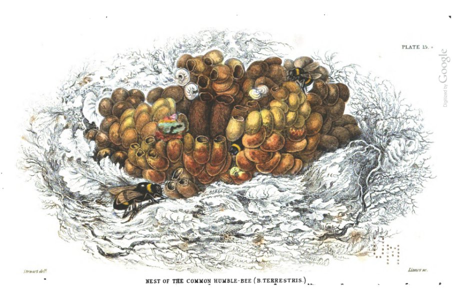 Illustration of a bumble bee nest with wax cocoons and nectar pots.