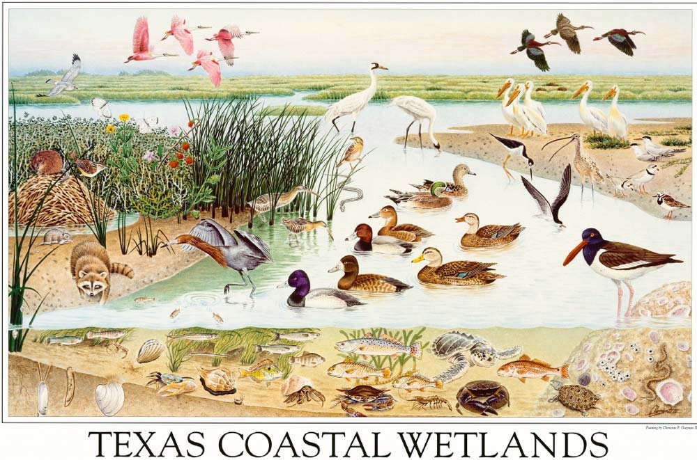 Texas coastal wetlands, an image in Texas Aquatic Science by author Rudolph Rosen