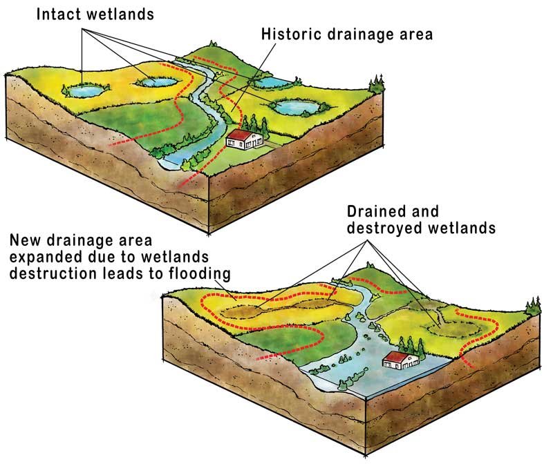 Flood control wetlands, an image in Texas Aquatic Science by author Rudolph Rosen