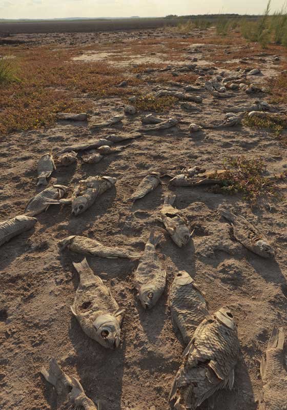 Drought wetland and dead fish, an image in Texas Aquatic Science by author Rudolph Rosen