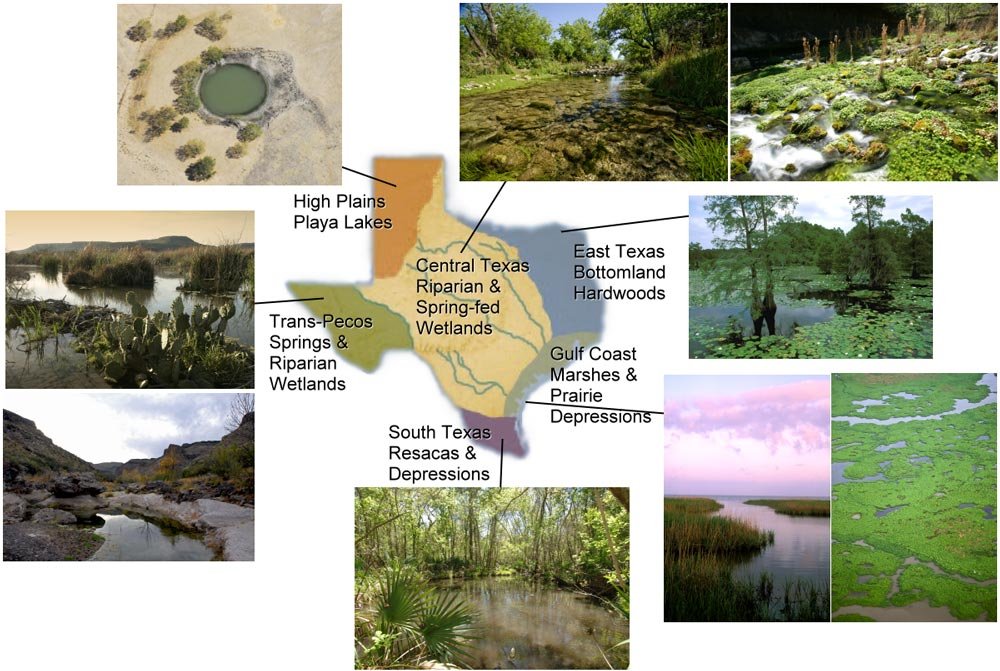 Wetlands Texas, an image in Texas Aquatic Science by author Rudolph Rosen