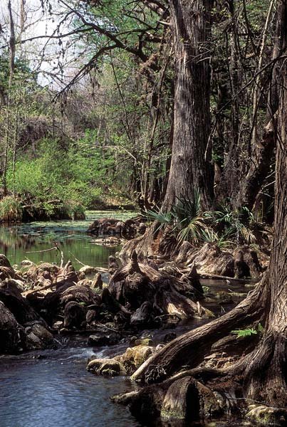 Cypress knees wetland, an image in Texas Aquatic Science by author Rudolph Rosen