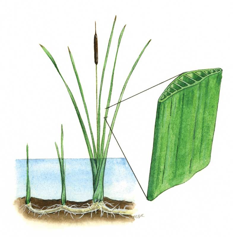Cattail leave cutaway, an image in Texas Aquatic Science by author Rudolph Rosen
