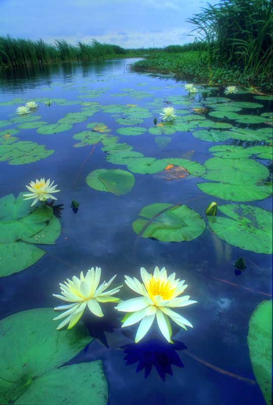 Lily pad leaves, an image in Texas Aquatic Science by author Rudolph Rosen