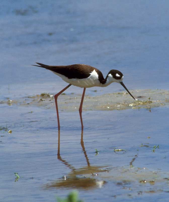 black-necked stilt coastal wetlands mudflat, an image in Texas Aquatic Science by author Rudolph Rosen