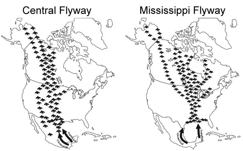 Migratory bird flyways, an image in Texas Aquatic Science by author Rudolph Rosen