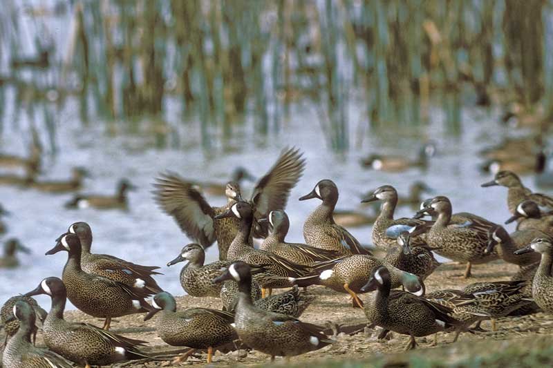 Blue-winged teal in Texas wetland, an image in Texas Aquatic Science by author Rudolph Rosen