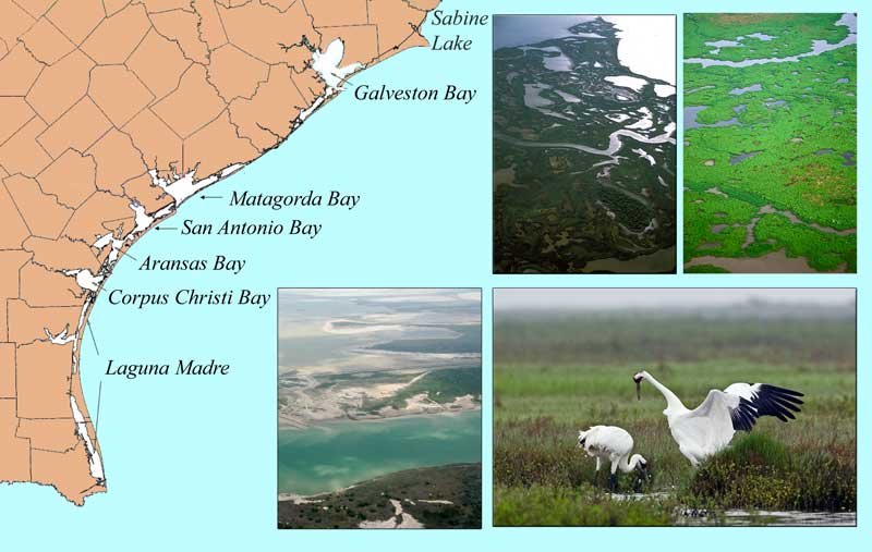 Major bays in Texas, an image in Texas Aquatic Science by author Rudolph Rosen