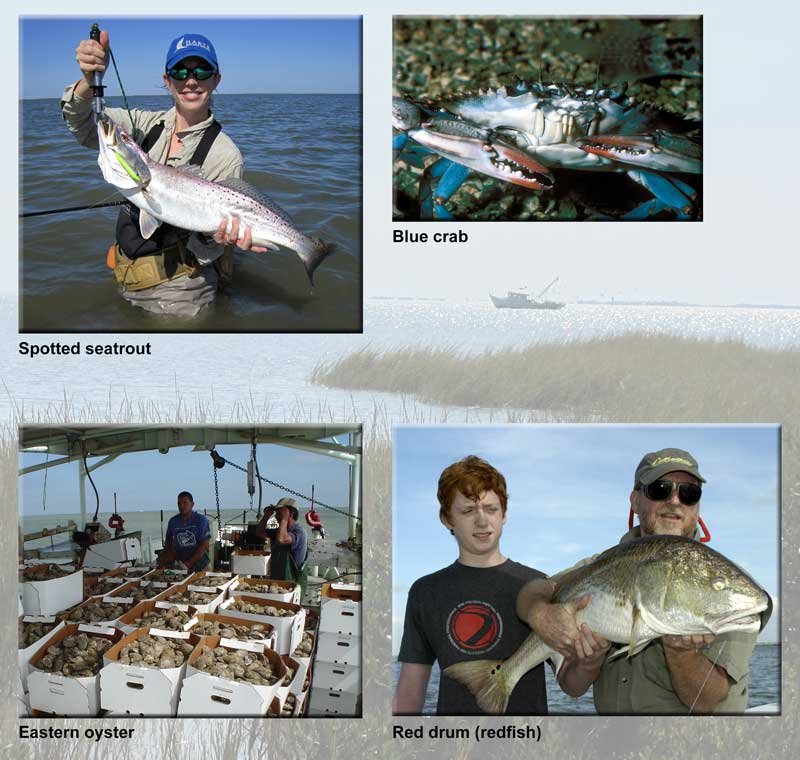 Fig. 11.3 -- Crabs, oysters, red drum, and spotted seatrout, an image in Texas Aquatic Science by author Rudolph Rosen