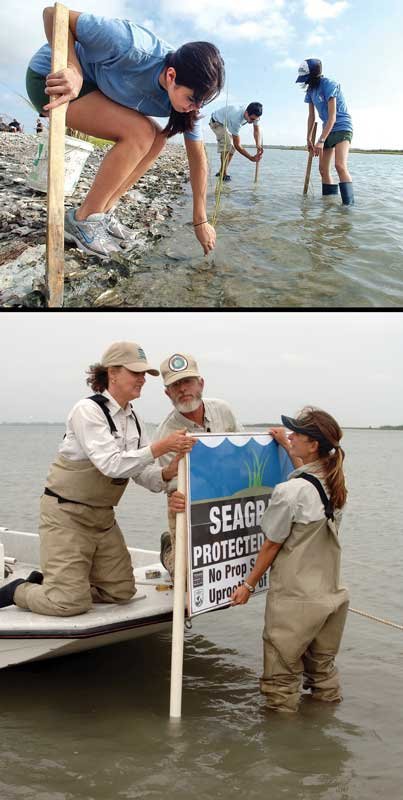 Volunteers restore seagrass, an image in Texas Aquatic Science by author Rudolph Rosen