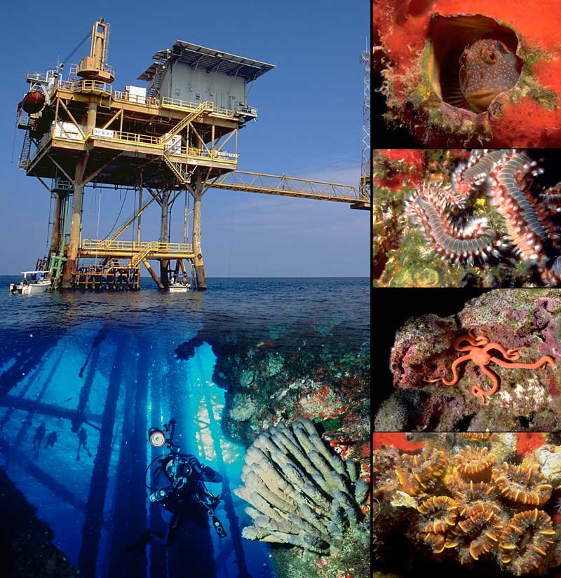 Coral reef habitat on an oil rig in the Gulf of Mexico, an image in Texas Aquatic Science by author Rudolph Rosen