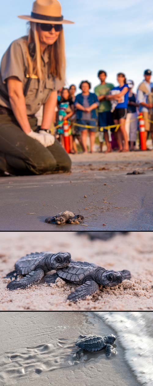 Kemp's ridley sea turtle release on Padre Island National Seashore, an image in Texas Aquatic Science by author Rudolph Rosen