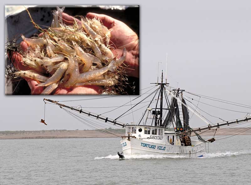 Shrimp boat in Texas Bay, an image in Texas Aquatic Science by author Rudolph Rosen