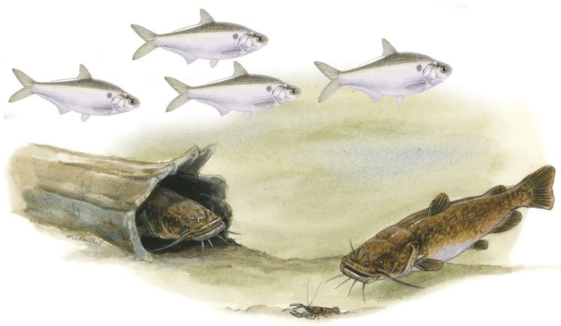 Fish species, an image in Texas Aquatic Science by author Rudolph Rosen