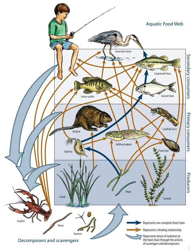 Food web in aquatic system, an image in Texas Aquatic Science by author Rudolph Rosen