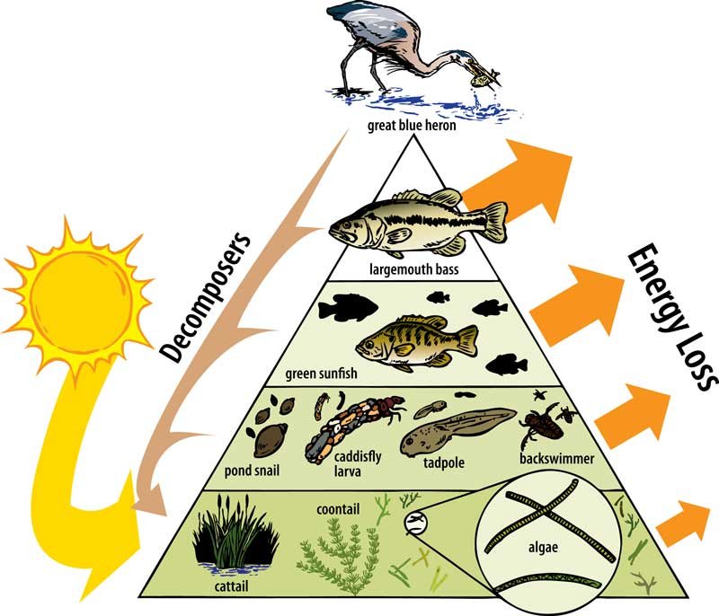 Aquatic system energy pyramid, an image in Texas Aquatic Science by author Rudolph Rosen