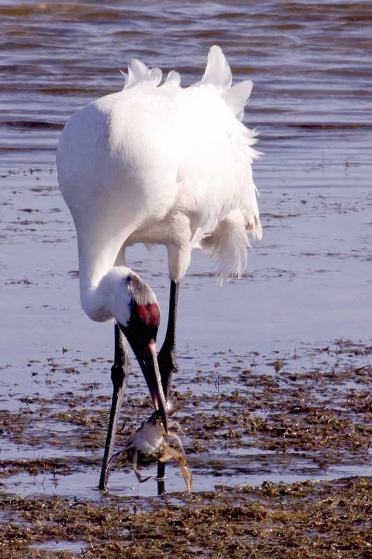 WHooping crane and blue crab, an image in Texas Aquatic Science by author Rudolph Rosen