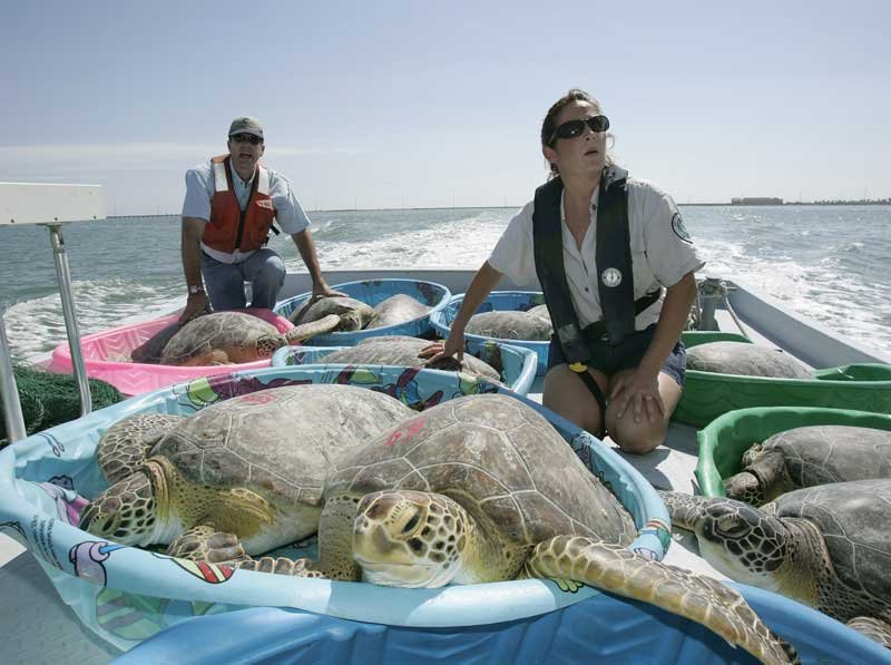 Environmental protection worker rescuing sea turtles, an image from Working and Careers in Water and Aquatic Science from the book Texas Aquatic Science by author Rudolph Rosen.