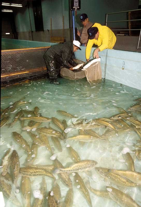 Fish hatchery biologist and technician in a hatchery raceway catching fish in a net, an image from Working and Careers in Water and Aquatic Science from the book Texas Aquatic Science by author Rudolph Rosen.