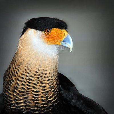 Most Common Birds of Prey in Texas