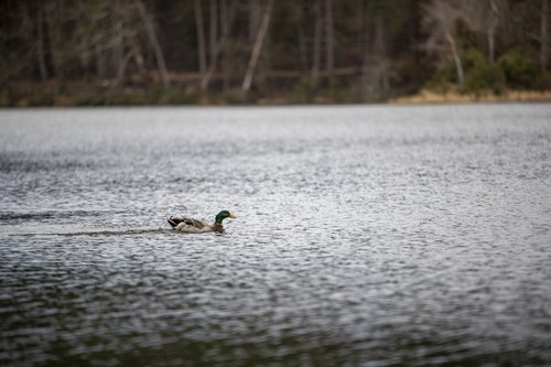 Mallard
