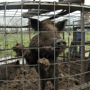 A feral hog stands inside a trap