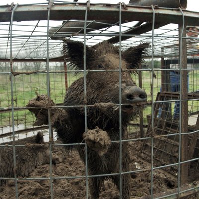 A feral hog stands inside a trap