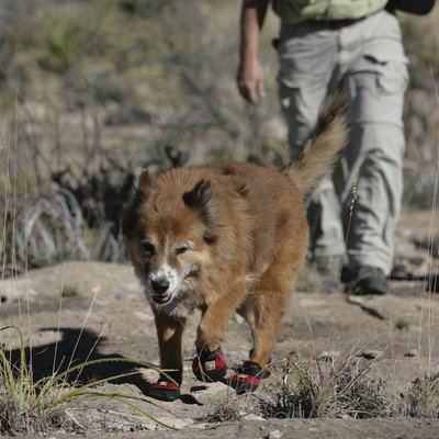 Hiking With Dogs