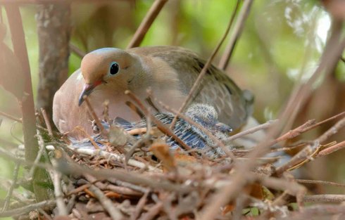 Mourning dove in a nest with a chick