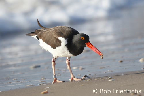 American Oystercatcher, by Bob Friedrichs