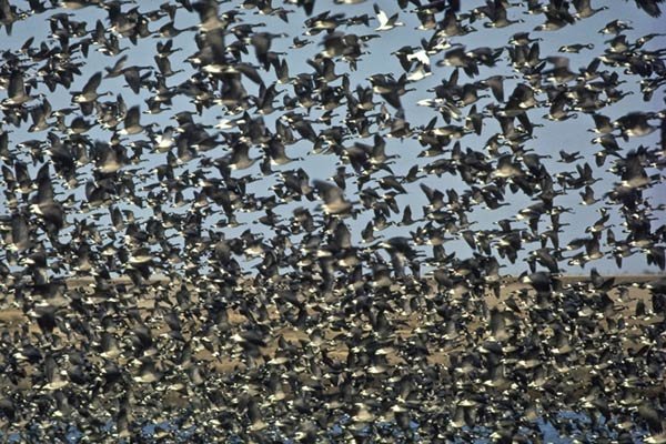 Waterfowl migration, an image of migratory birds part of the great winged migrations of wildlife along the Texas coast, an illustration in the book Aquatic Science by author Rudolph Rosen. Photo credit: Texas Parks and Wildlife