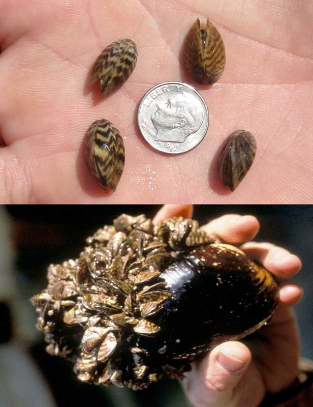 Zebra mussels invade Texas, an image in Texas Aquatic Science by author Rudolph Rosen