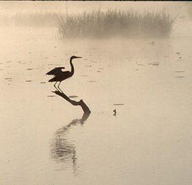 Stephen F. Austin Paddling Trail - Columbia Bottomland Waterway Heron silhouette