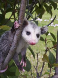 Stephen F. Austin Paddling Trail - Old Settlement Passage Opossum