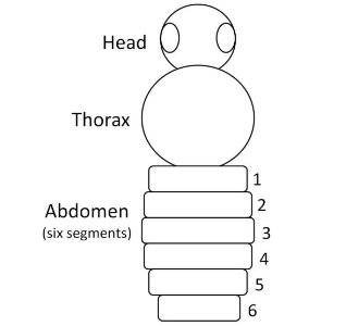 Bumble bee anatomy diagram showing head, thorax, and abdomen (6 segments) locations