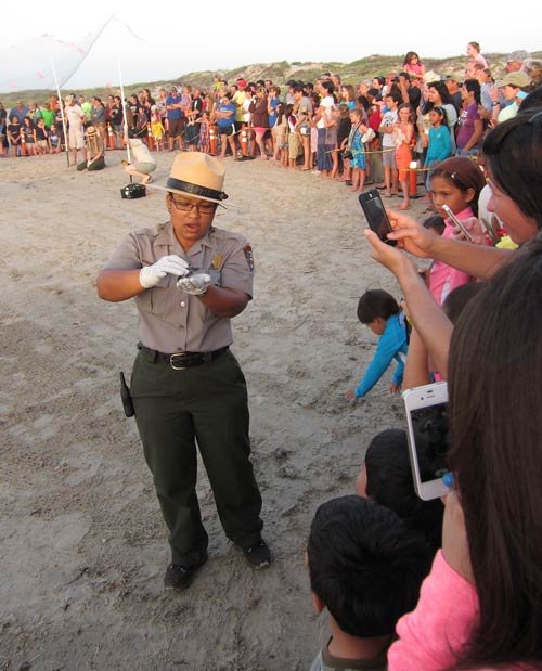 Park ranger water career photo showing a sea turtle release on Padre Island National Seashore with Park ranger and hatched Kemps Ridley sea turtle, an image in Texas Aquatic Science by author Rudolph Rosen Photo credit: Rudolph Rosen.