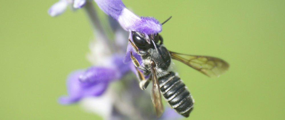 Native solitary bee