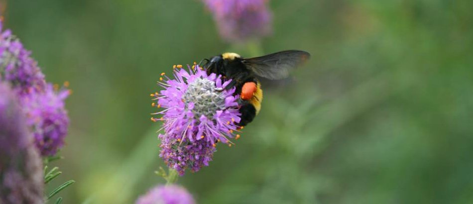 Foraging American bumble bee carrying pollen on purple flower