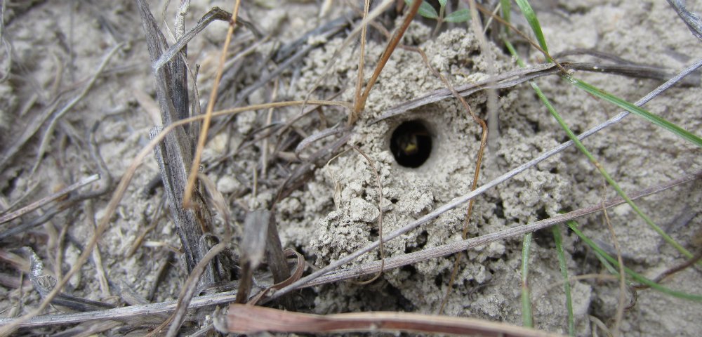 Native ground-nesting solitary bee in nest.