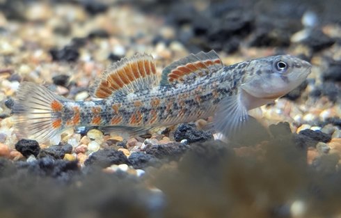 orange throated darter