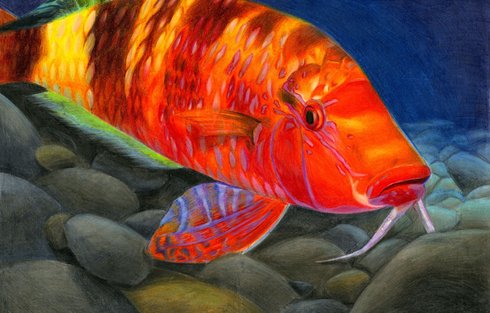 Fish Art Contest