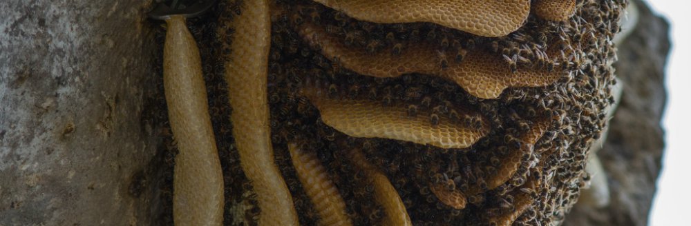 Feral colony of the European honey bee