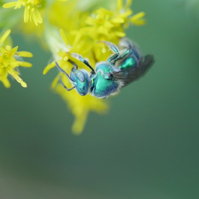 Seat Bee on yellow flower