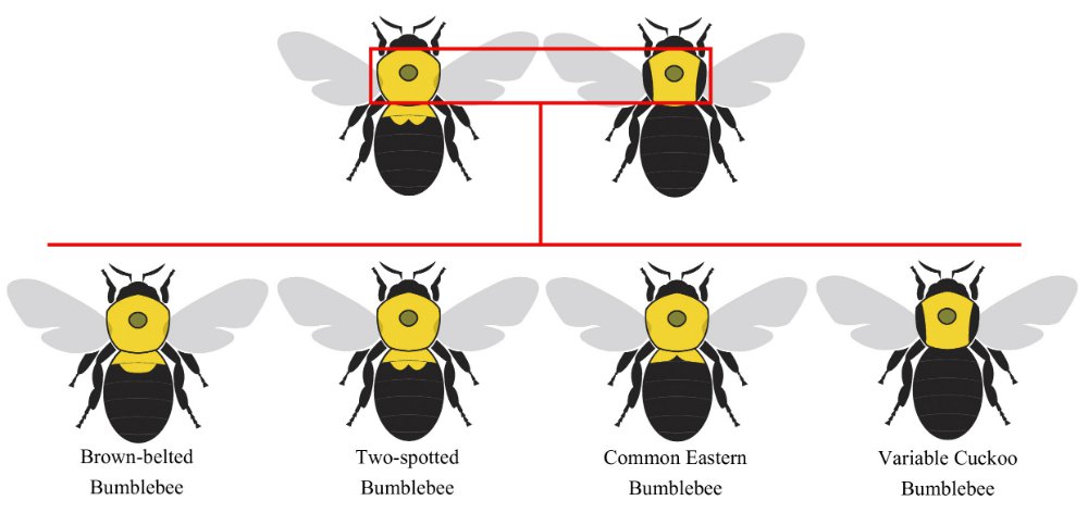 Bumble Bee Thorax Type 1 Diagram