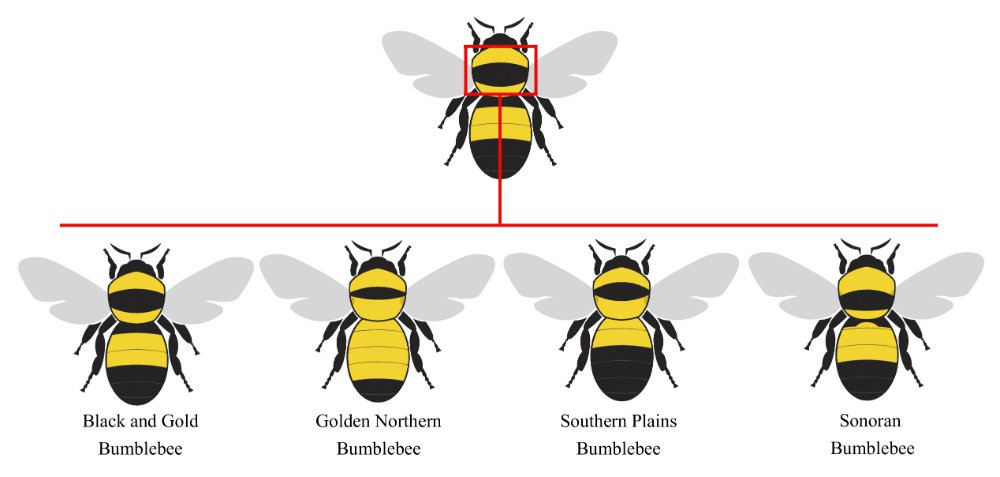 Bumble Bee Thorax Type 2 Diagram