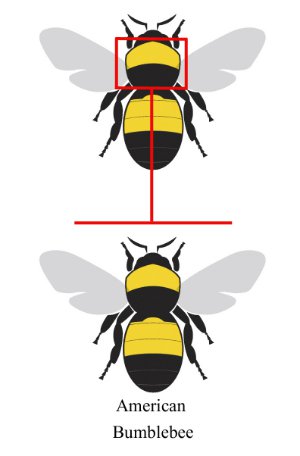 Bumble Bee Thorax Type 3 Diagram