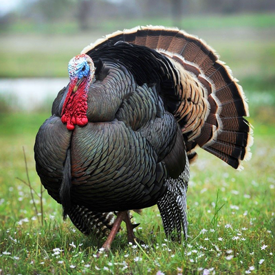 Talking Turkey - Texas Parks \u0026 Wildlife 
