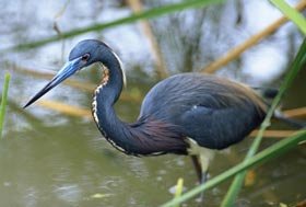 tricolored heron