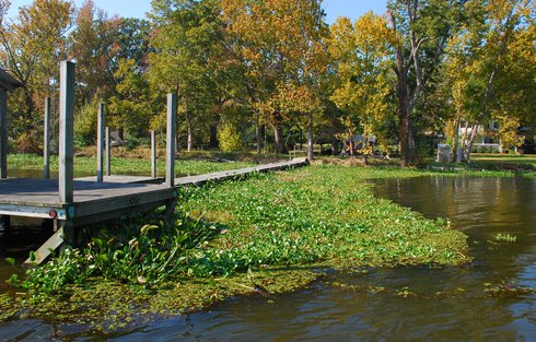 Caddo Lake invasives